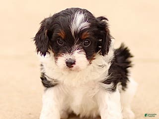 Cavapoo dogs Darla - Ad 9