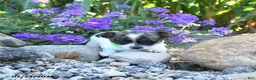 Chihuahua dogs for sale: Daisy - Ad 4