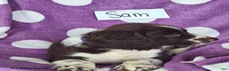 English Springer Spaniel dogs for sale: Sam - Ad 8