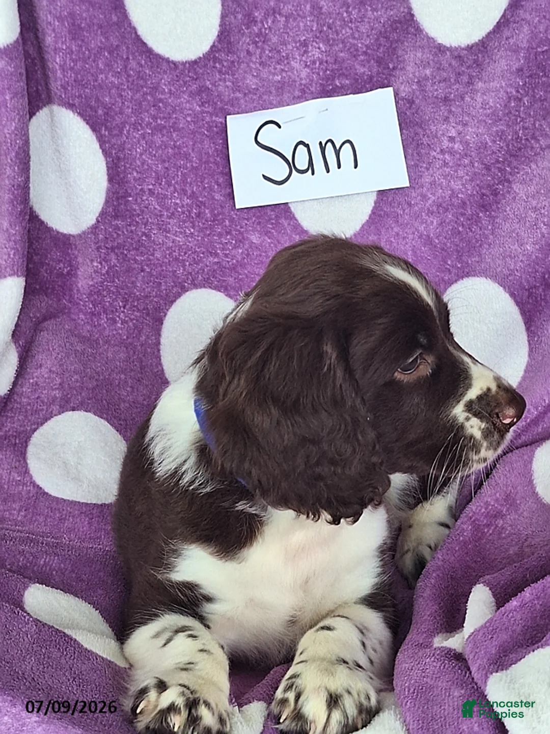 English Springer Spaniel dogs for sale: Sam - Ad 8