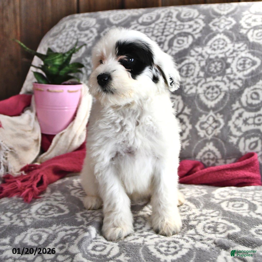 Portuguese Water Dog dogs for sale: Daisy - Ad 4