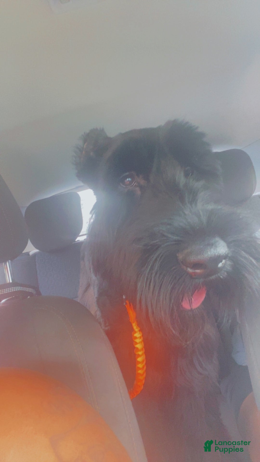 Giant Schnauzer dogs for sale: Giant Schnauzer Puppy 2 - Ad 2