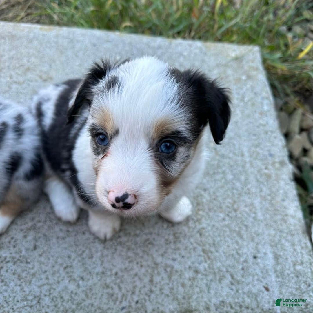 Welsh Corgi Pembroke dogs for sale: Brutus - Ad 3