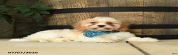 Cavachon dogs for sale: Trevor - Ad 1