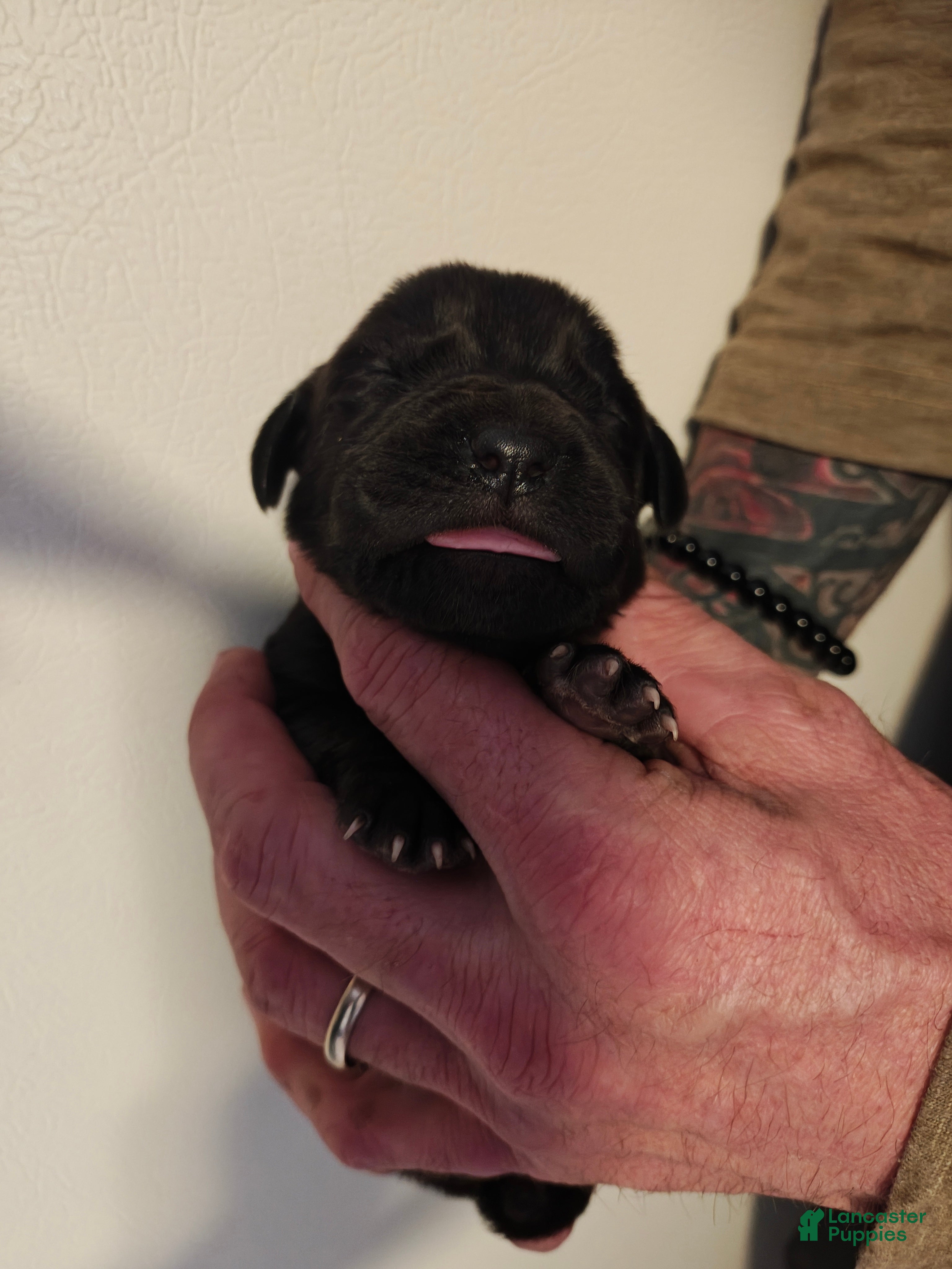 Cane Corso dogs Neptune - Female  - Ad 4