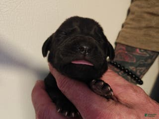 Cane Corso dogs Neptune - Female - Ad 4