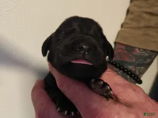 Cane Corso dogs Neptune - Female - Ad 16