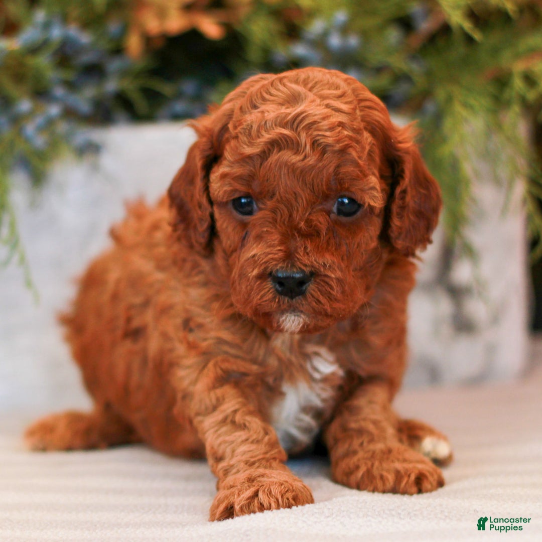 Cavapoo dogs for sale: Molly  - Ad 2