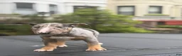 Miniature Bull Terrier dogs for sale: Miniature Bull Terrier 2 - Ad 2