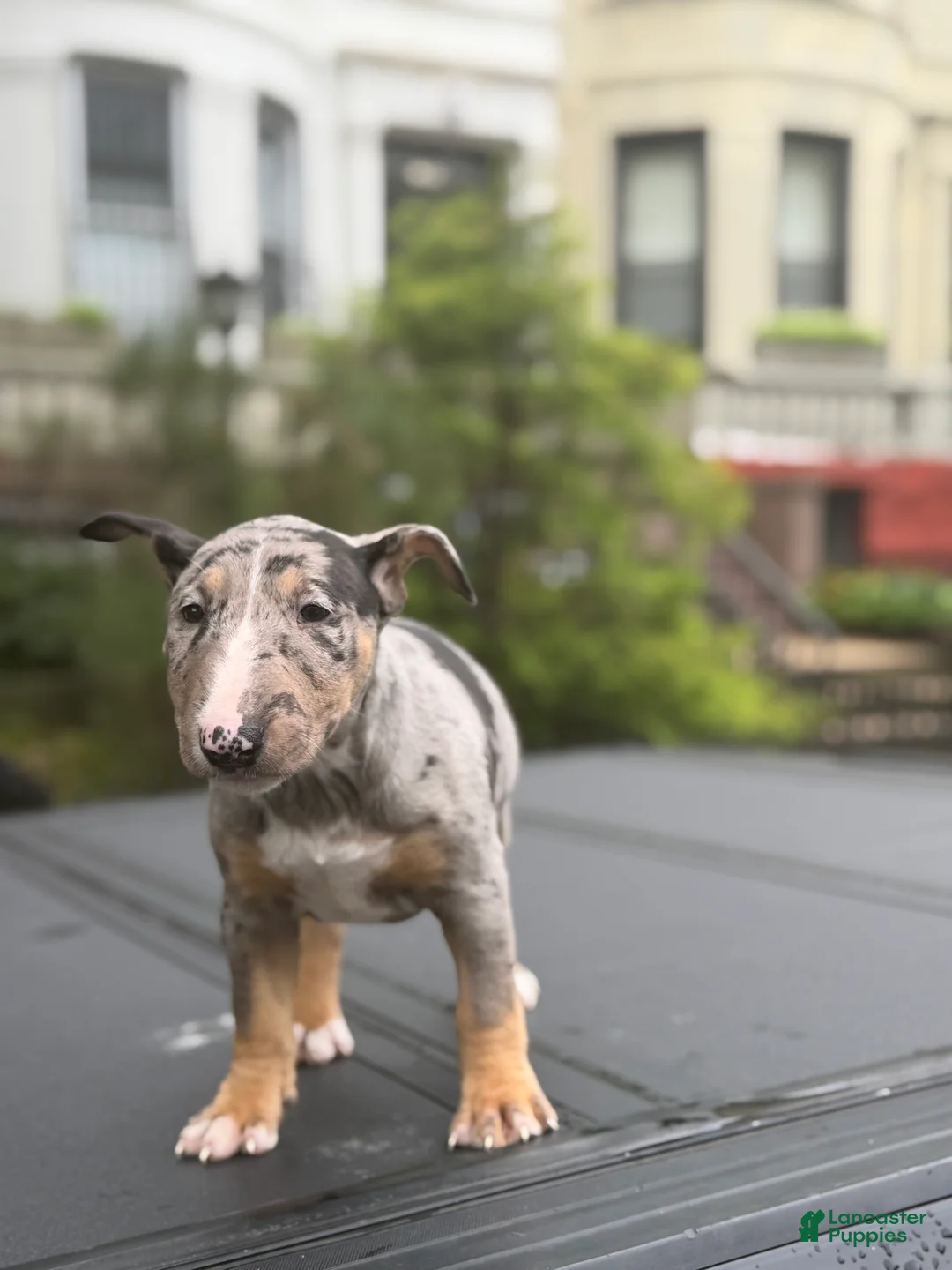 Miniature Bull Terrier dogs for sale: Miniature Bull Terrier 2 - Ad 2