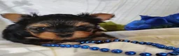 Yorkshire Terrier dogs for sale: Ernie - Ad 1