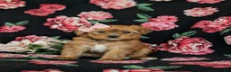 Shorkie dogs for sale: Melody Hypoallergenic - Ad 4