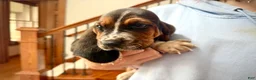Basset Hound dogs for sale: Walter - Ad 4