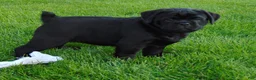 Mixed Breed dogs for sale: Roxy  - Ad 9