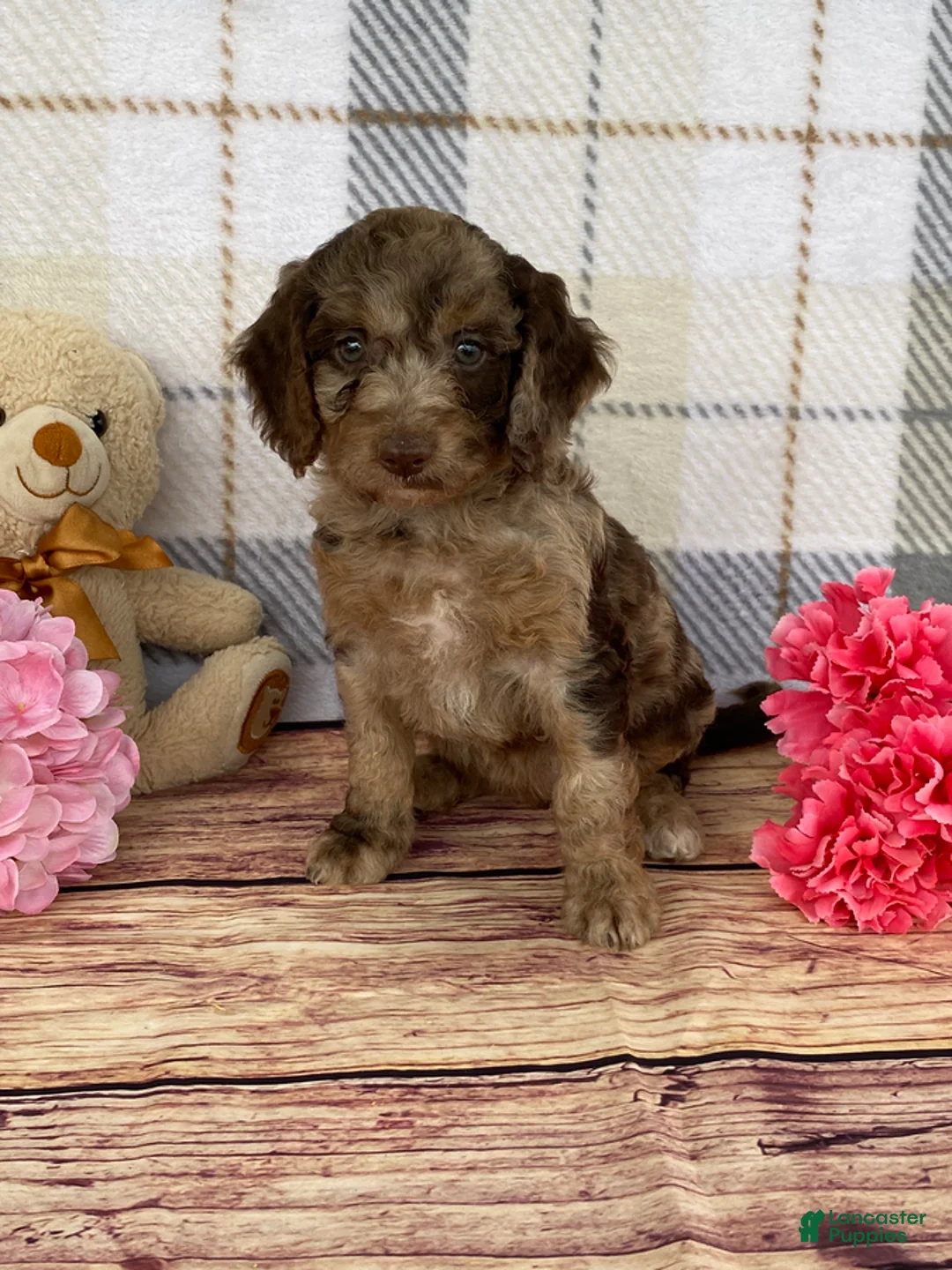 Miniature Labradoodle dogs for sale: Tillie - Ad 5
