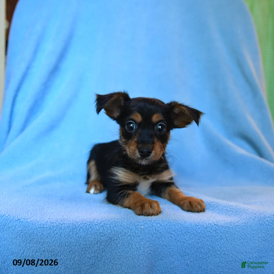 Mixed Breed dogs for sale: Fritz - Ad 3
