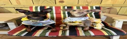 Miniature Pinscher dogs for sale: Miniature Pinscher 2 ( clementine ) - Ad 22