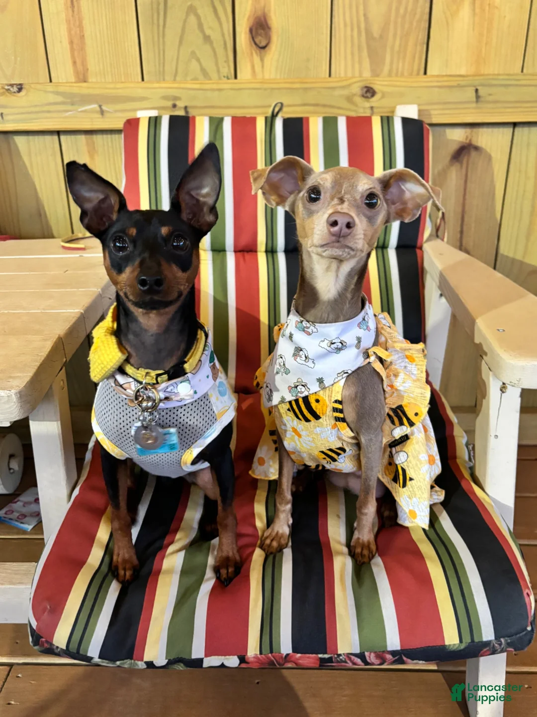Miniature Pinscher dogs for sale: Miniature Pinscher 2 ( clementine ) - Ad 22