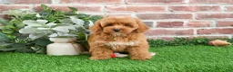 Mini Goldendoodle dogs for sale: Macaroni  - Ad 10