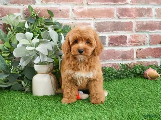 Mini Goldendoodle dogs Macaroni - Ad 27