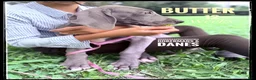 Great Dane dogs for sale: Butter - Ad 12