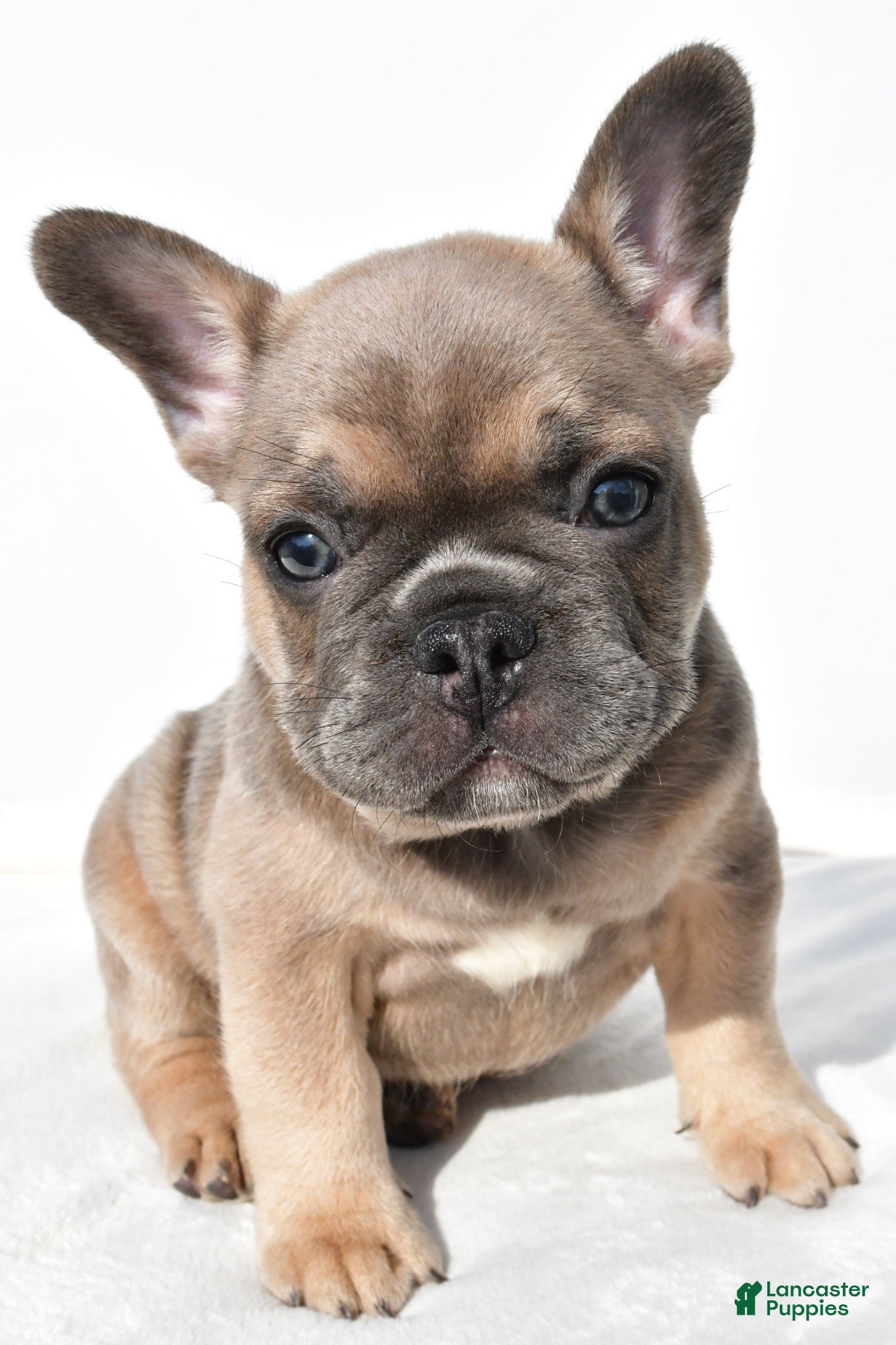 French Bulldog dogs Zane - Ad 1