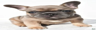 Zane