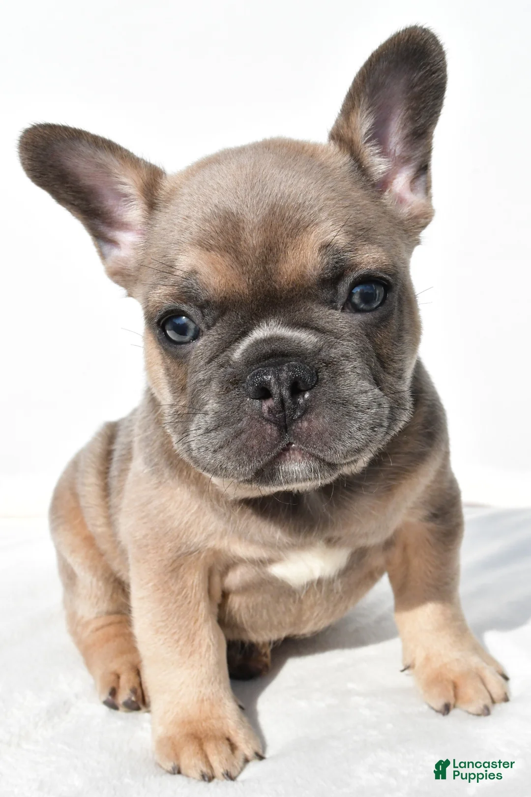 French Bulldog dogs for sale: Zane - Ad 1