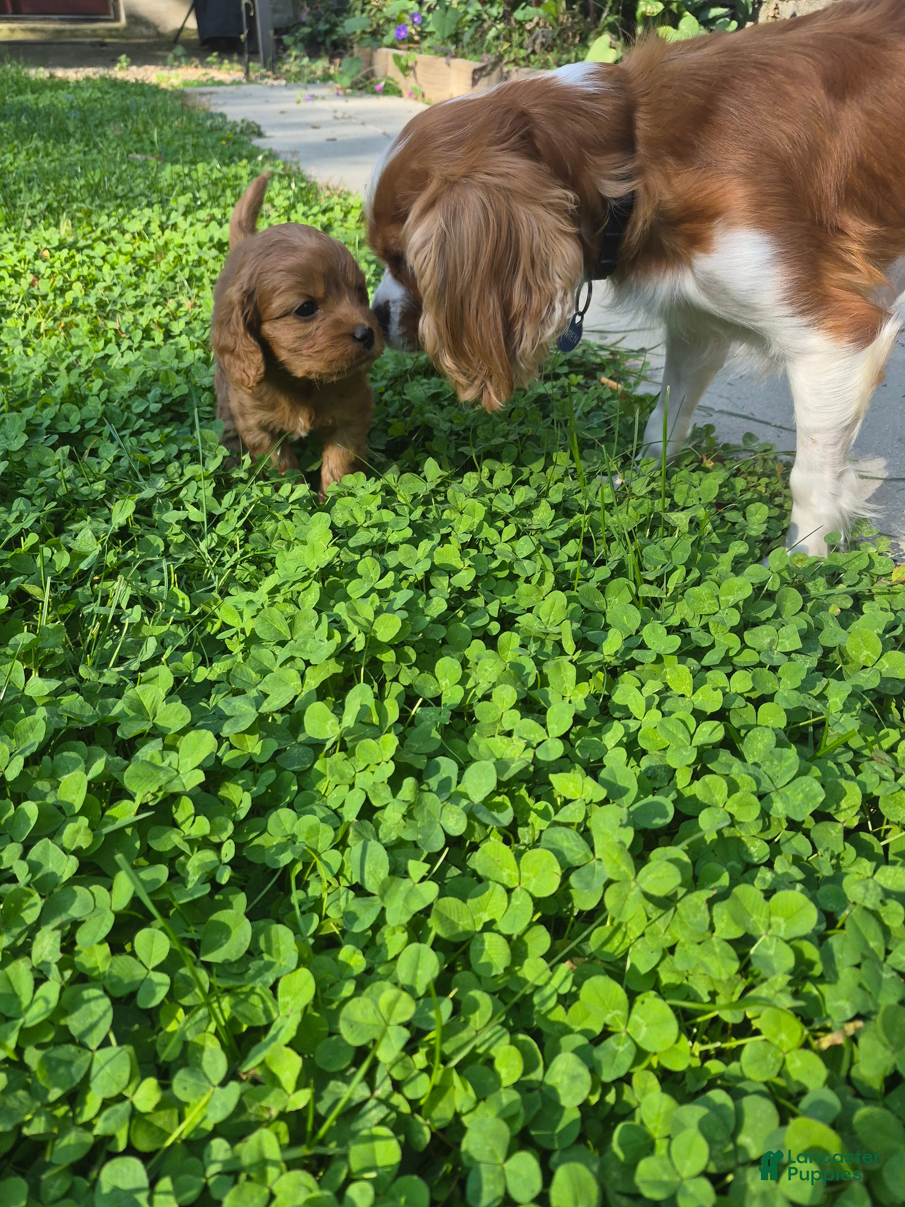 Cavapoo dogs for sale: Bambi - Ad 1