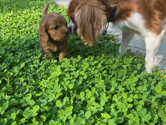 Cavapoo dogs for sale: Bambi - Ad 1