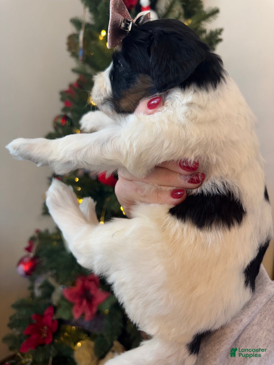 Mixed Breed dogs for sale: Francesca - Ad 9