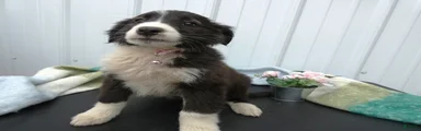 Border Collie Puppy 6 Patsy