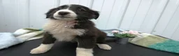 Border Collie dogs for sale: Border Collie Puppy 6 Patsy - Ad 1