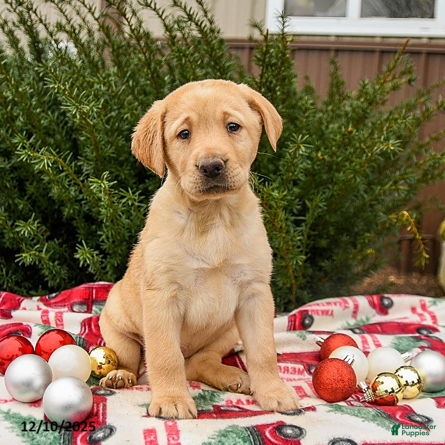 Labrador Retriever dogs Mocha - Ad 37