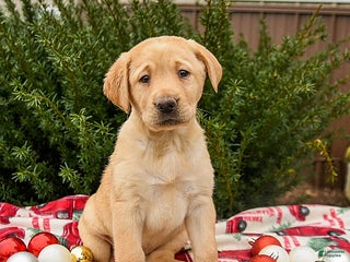Labrador Retriever dogs for sale: Mocha - Ad 4
