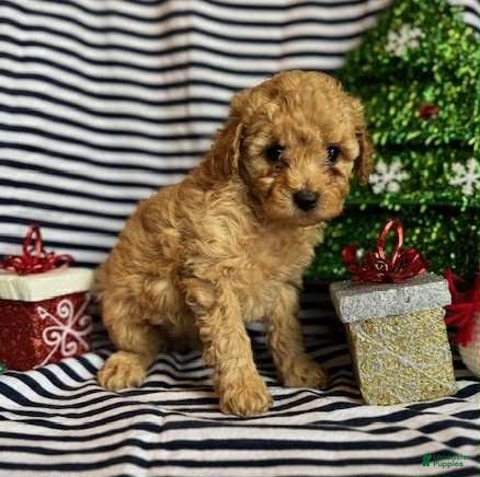 Toy Poodle dogs Max - Ad 33