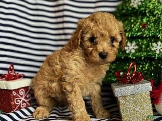 Toy Poodle dogs Max - Ad 33