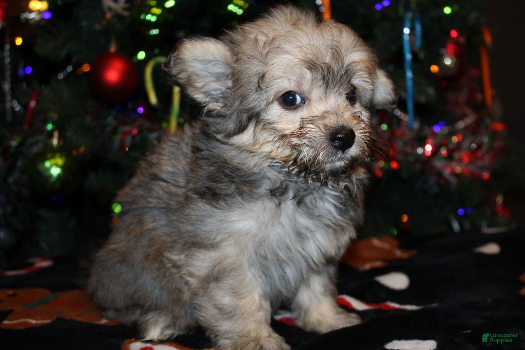 Pomapoo dogs for sale: Peanut - Ad 1