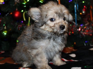 Pomapoo dogs Peanut - Ad 29