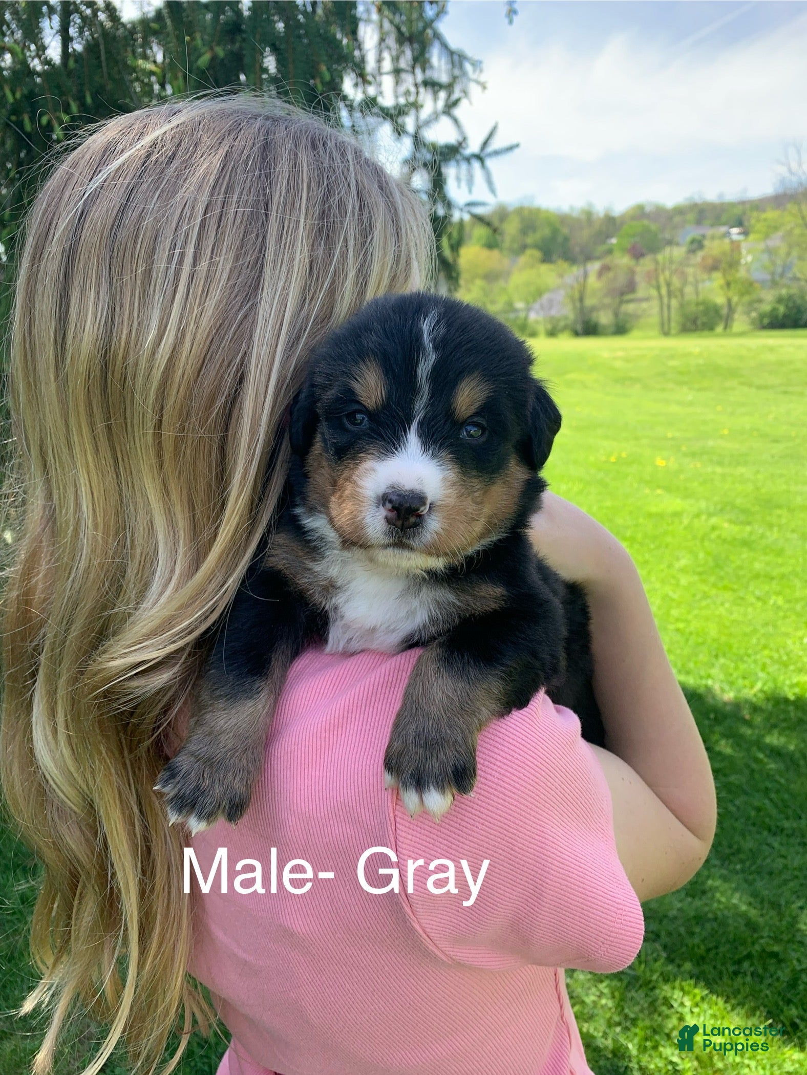 Bernese Mountain Dog dogs Bernese Mountain Dog Puppy 3 - Ad 9