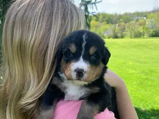 Bernese Mountain Dog dogs Bernese Mountain Dog Puppy 3 - Ad 12