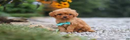 Cavapoo dogs for sale: Luca - Ad 1