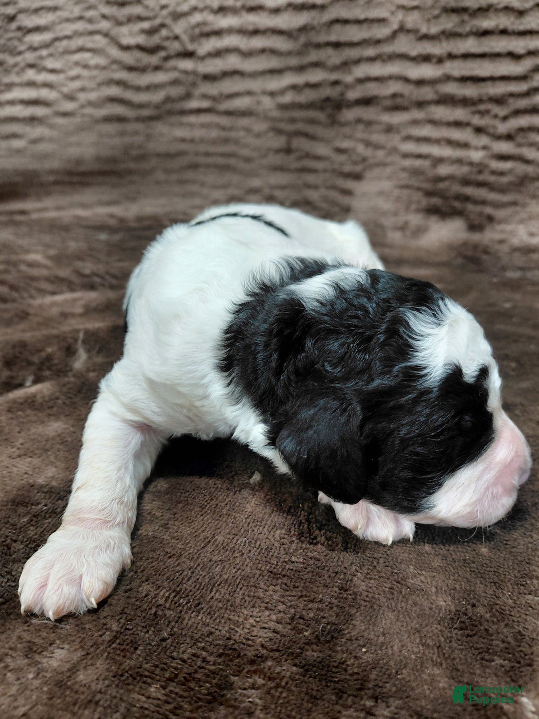 Bernedoodle dogs for sale: Baxter - Ad 2