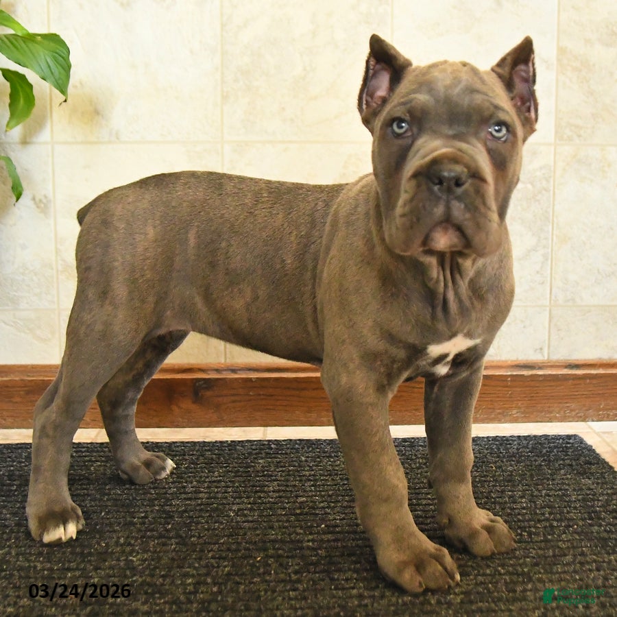 Cane Corso dogs Xena - Ad 1
