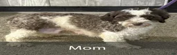 Havanese dogs for sale: Buster - Ad 6