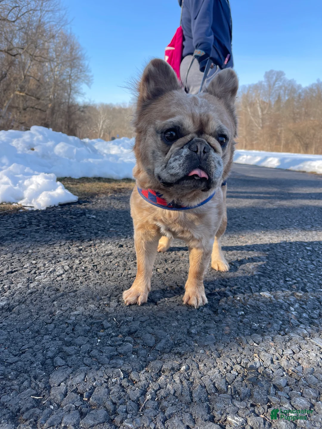 French Bulldog dogs for sale: French Bulldog Puppy Female  - Ad 14