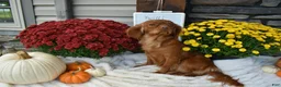 Cavapoo dogs for sale: Snuggle Joe  - Ad 4