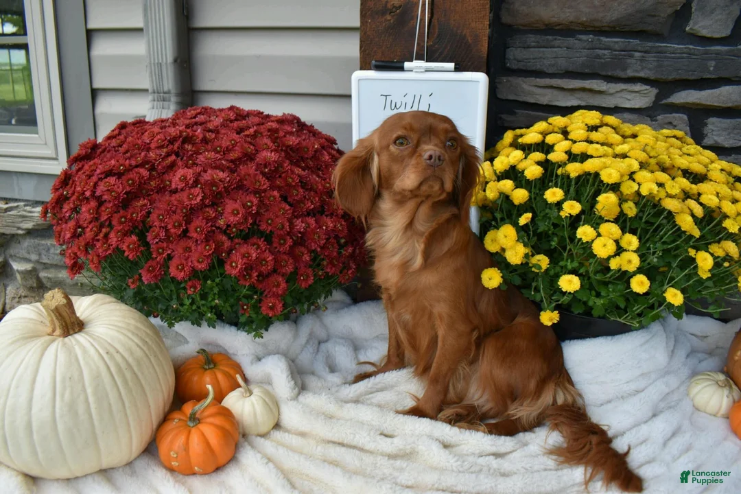 Cavapoo dogs for sale: Sally Sue - Ad 4