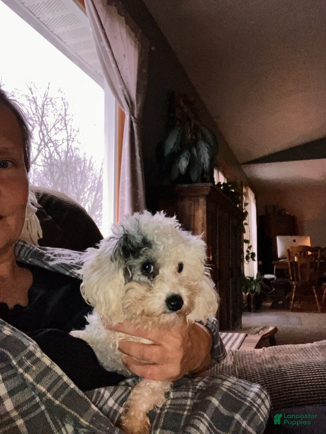 Toy Poodle dogs for sale: Toy Poodle Puppy 1 - Ad 17