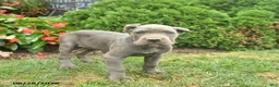 Cane Corso dogs for sale: Lotus  - Ad 3